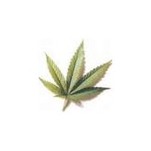 weed